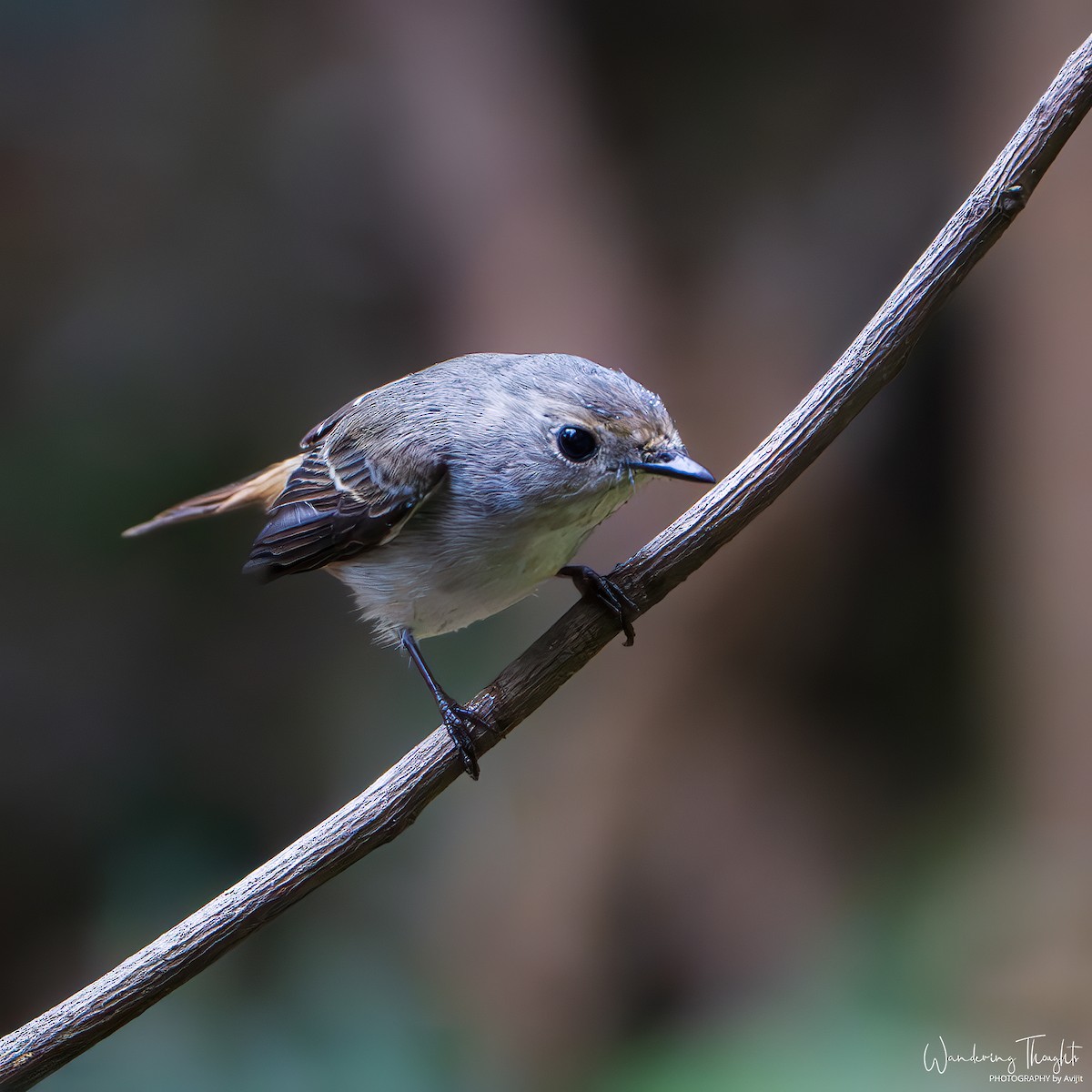 Papamoscas Pío - ML644350465