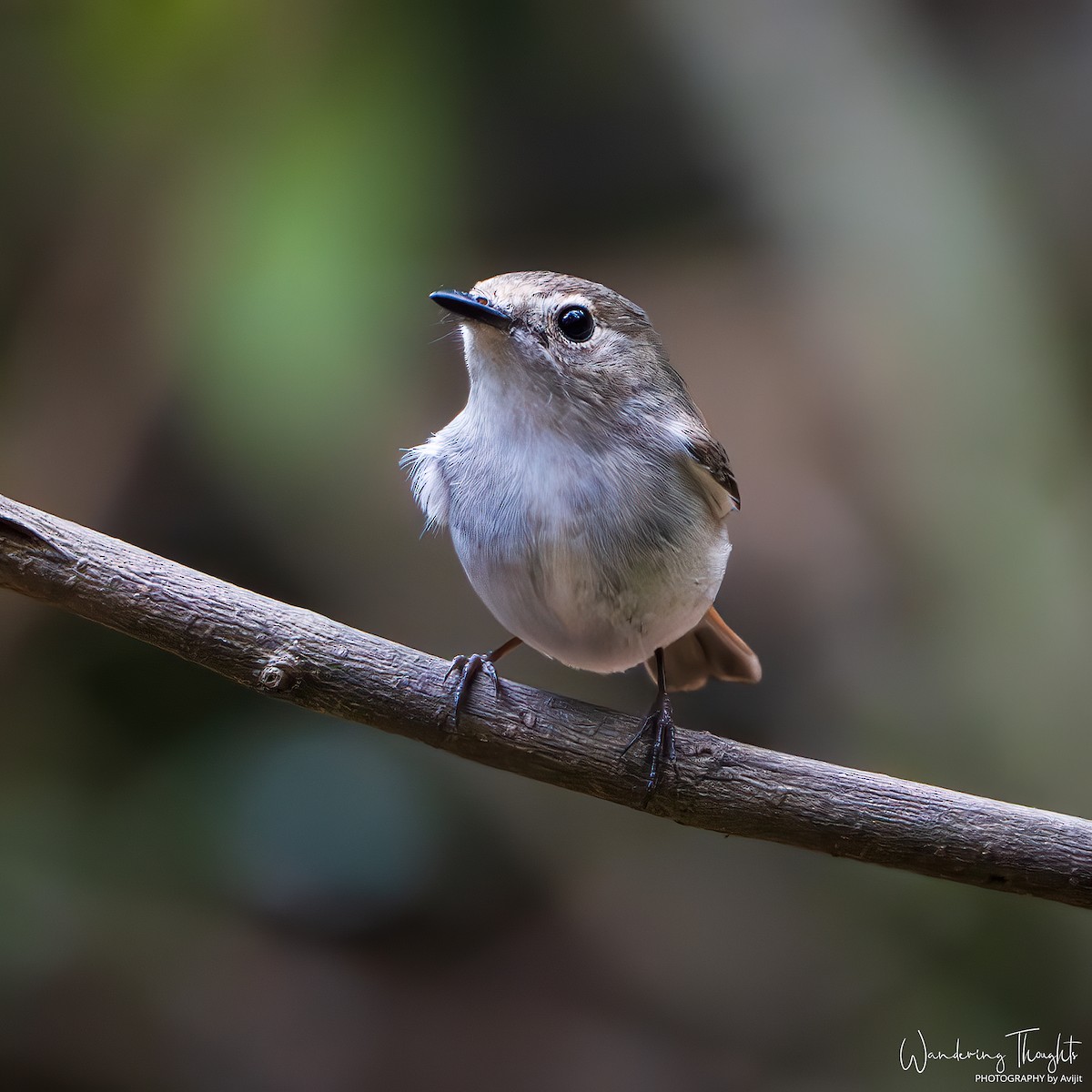 Papamoscas Pío - ML644350466