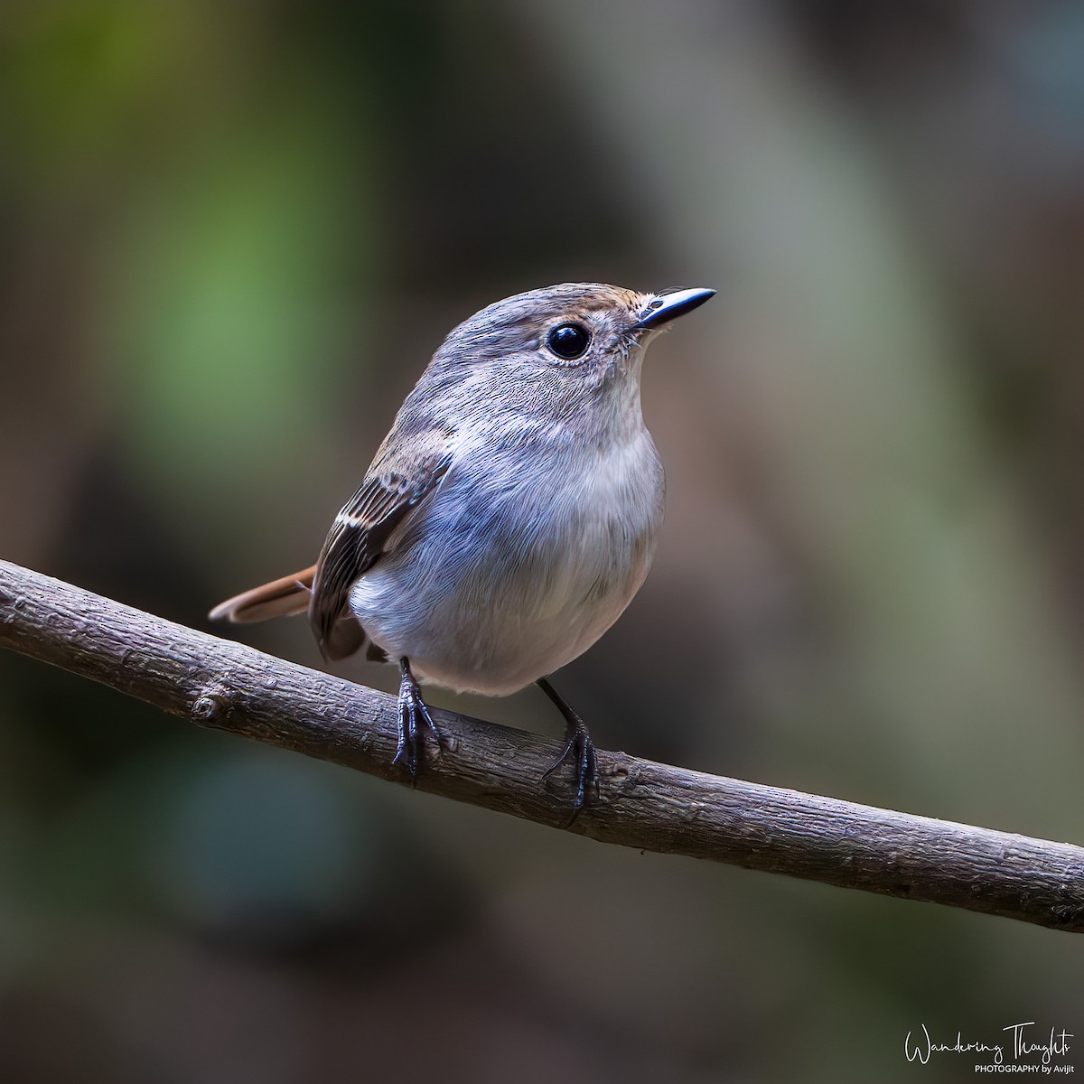 Papamoscas Pío - ML644350467