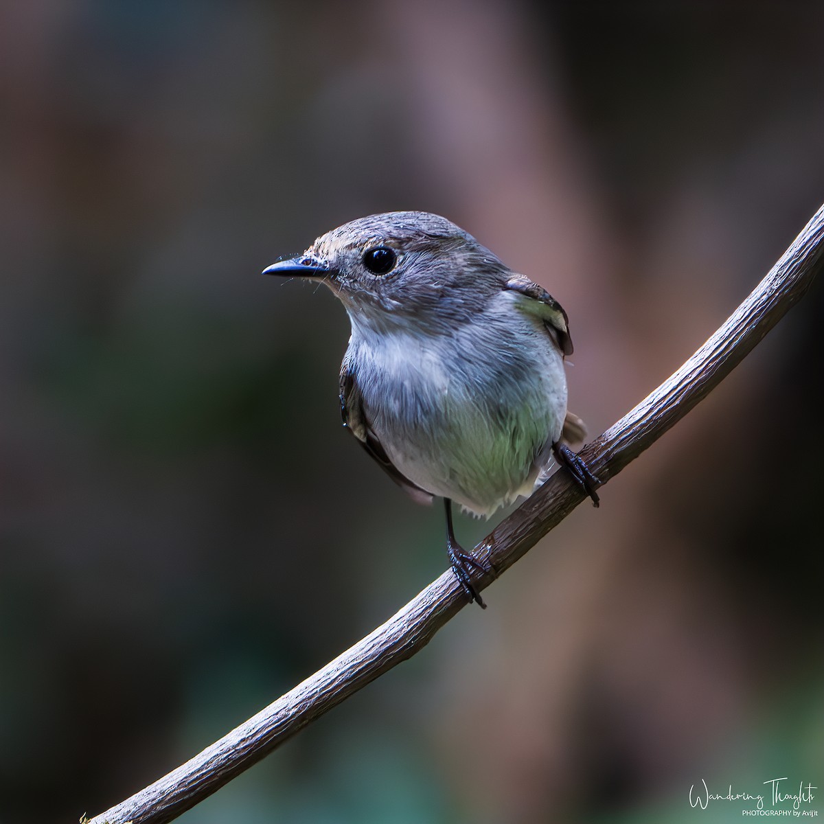 Papamoscas Pío - ML644350468