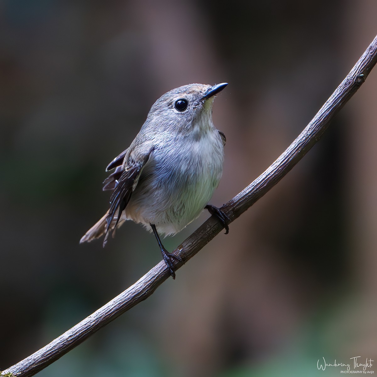 Papamoscas Pío - ML644350469