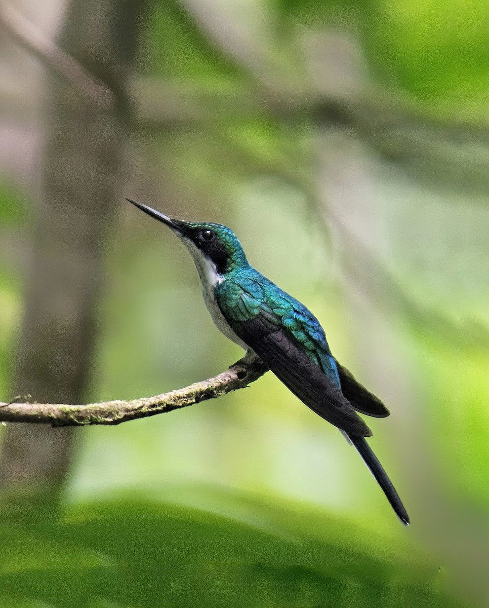 Purpurkron-Schmuckkolibri - ML644350473