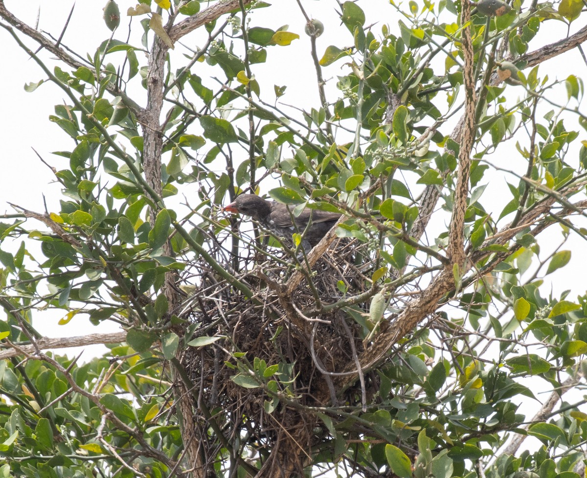 Red-billed Buffalo-Weaver - ML644350479