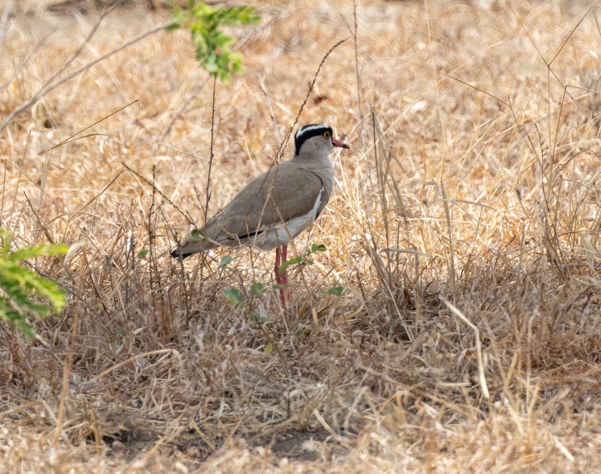 Crowned Lapwing - ML644350483