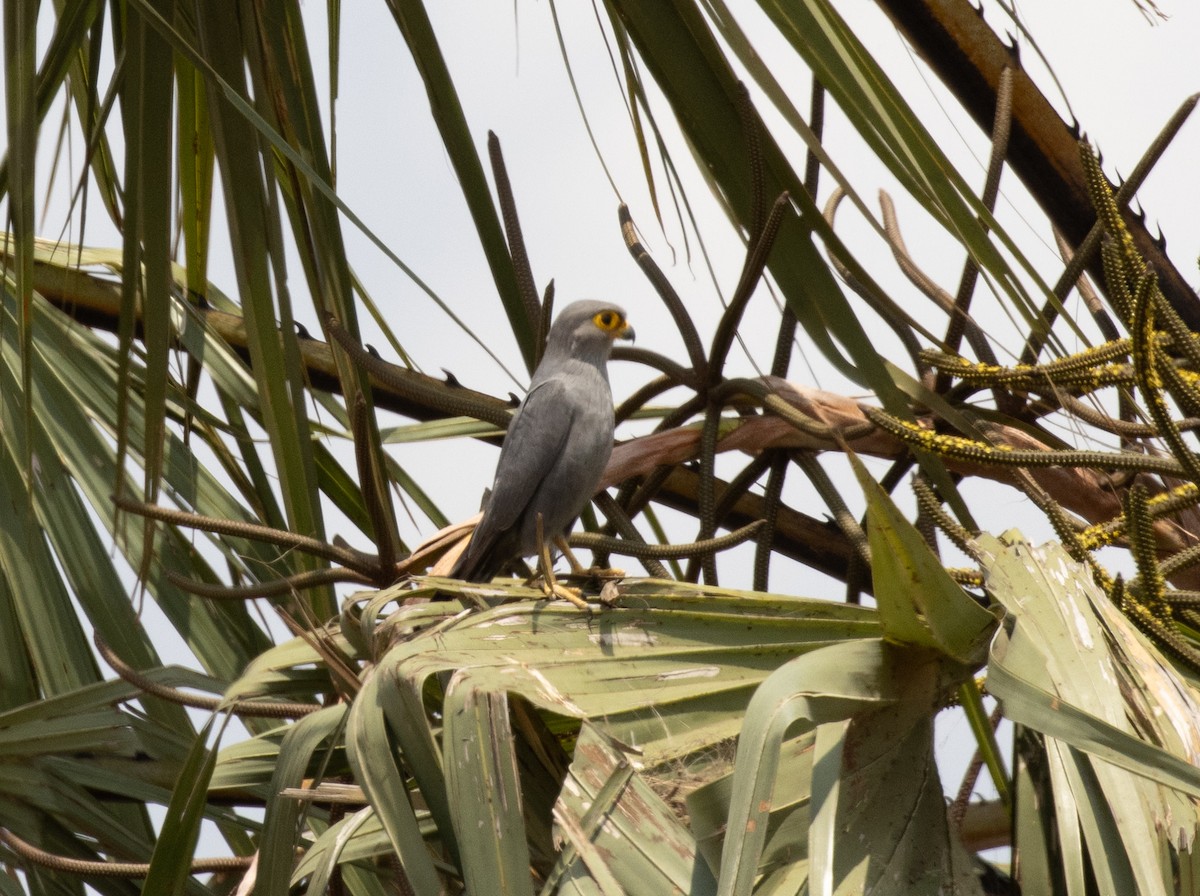 Gray Kestrel - ML644350485