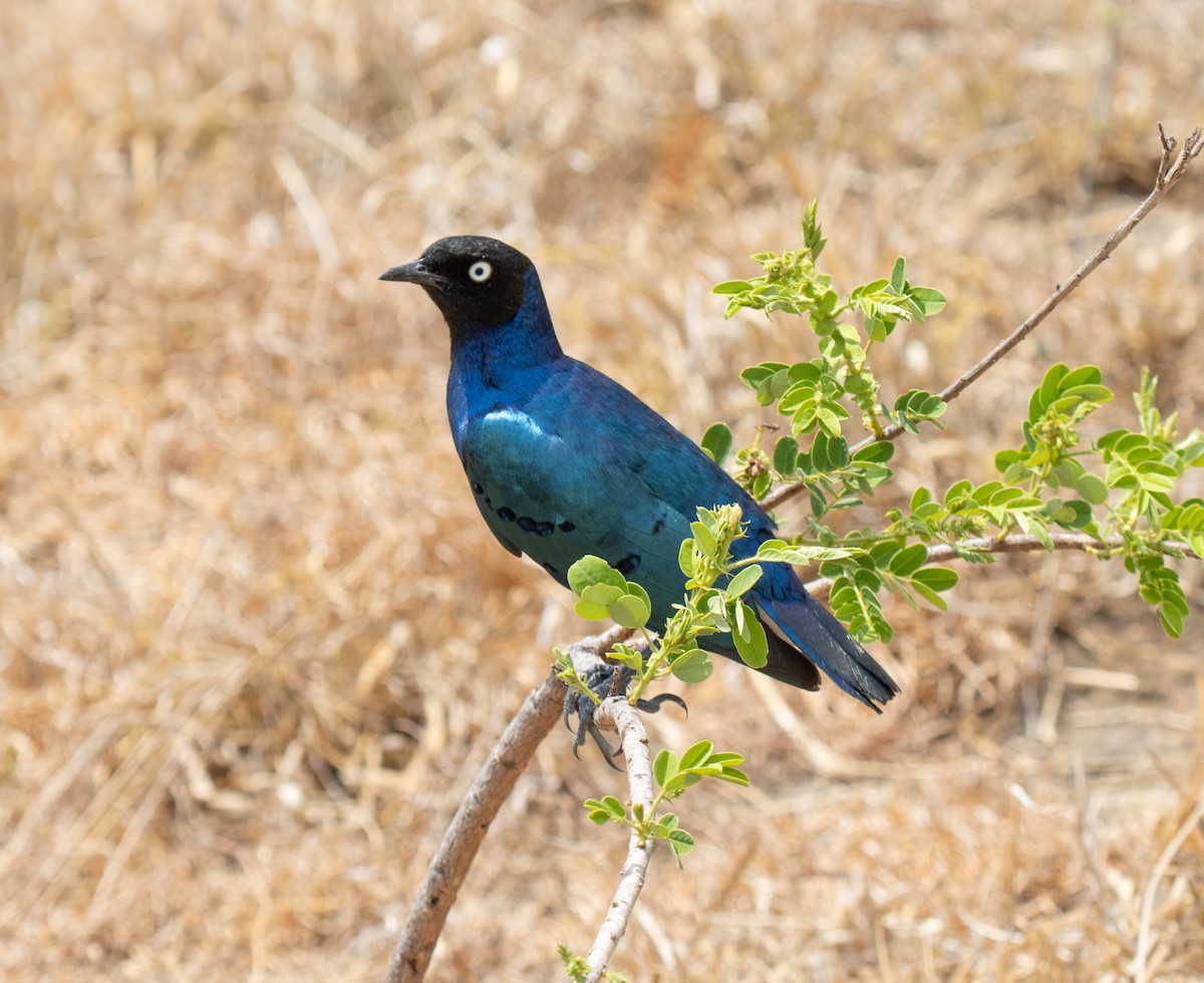 Superb Starling - ML644350489