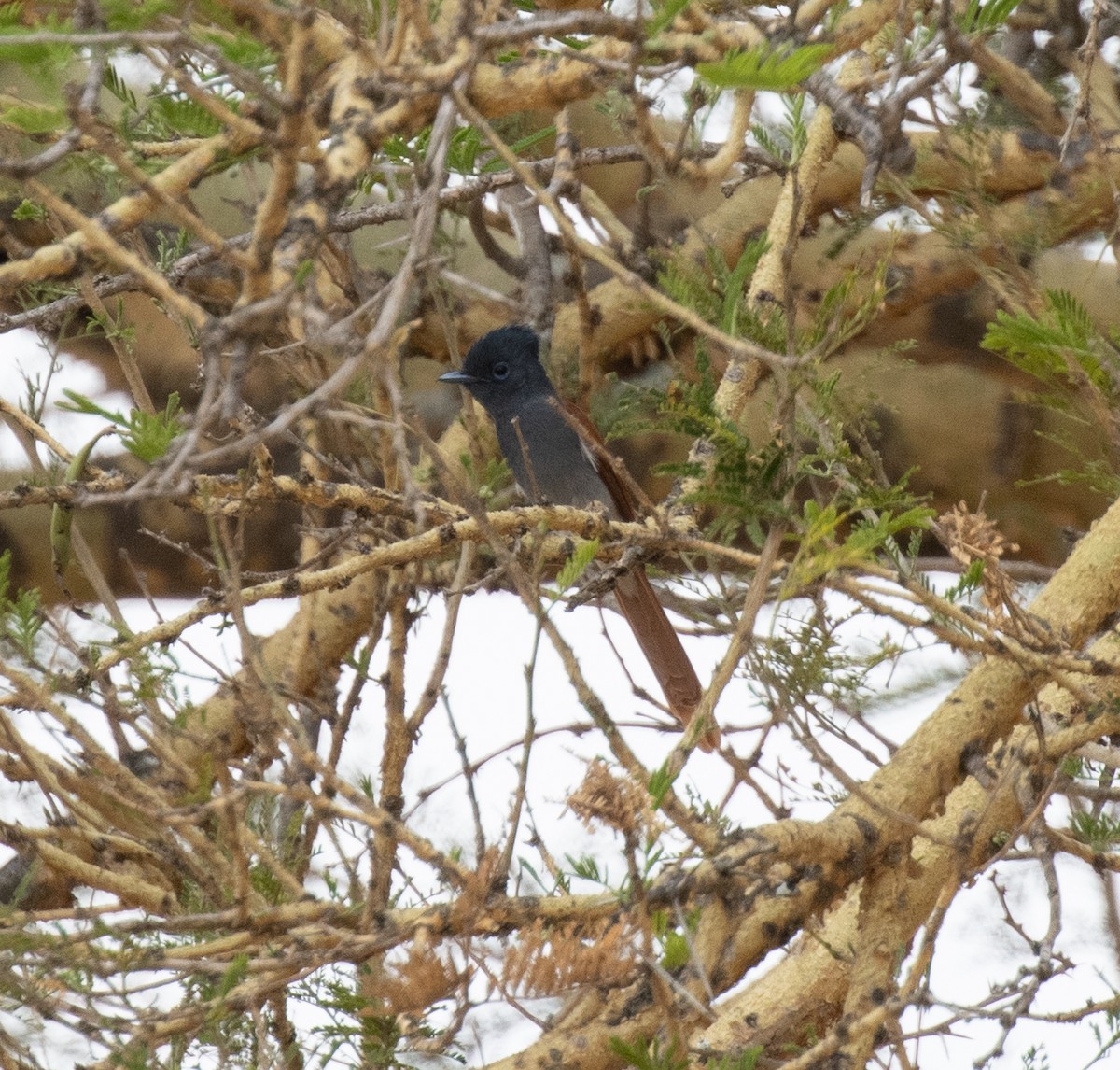 African Paradise-Flycatcher - ML644350493