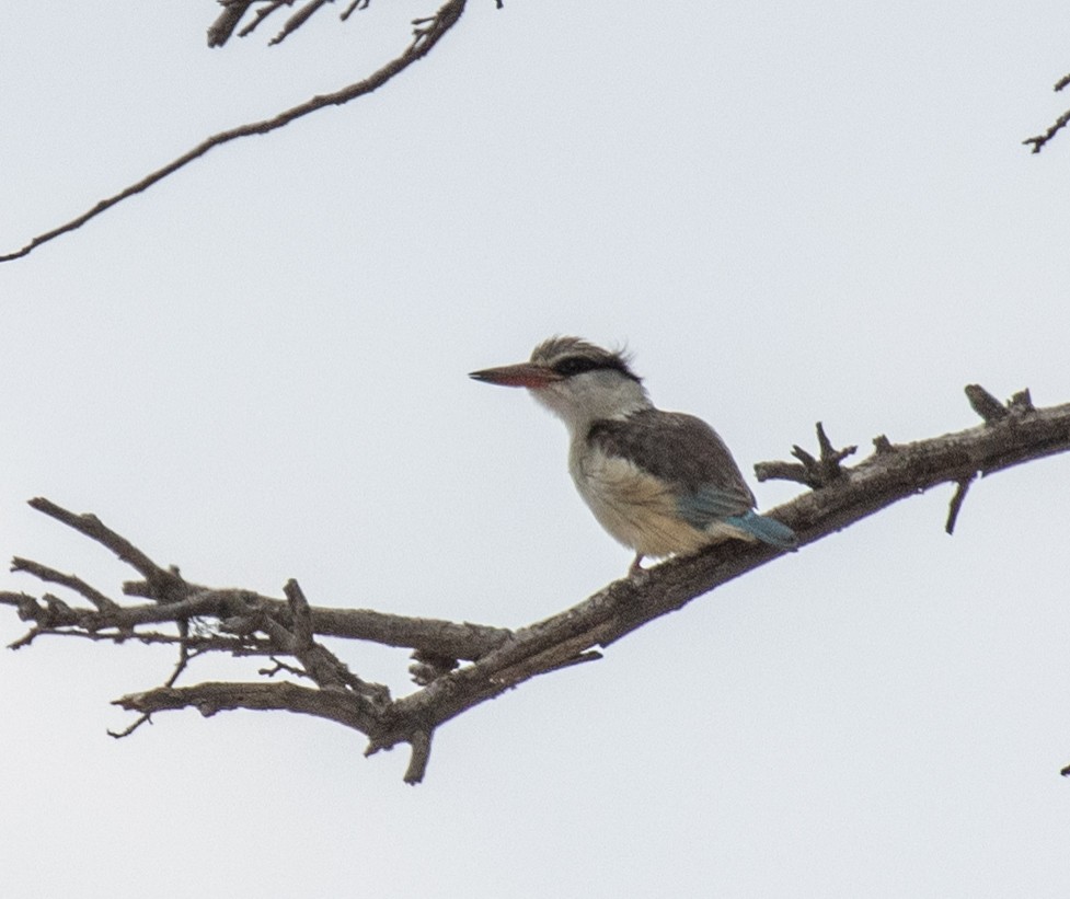 Striped Kingfisher - ML644350494