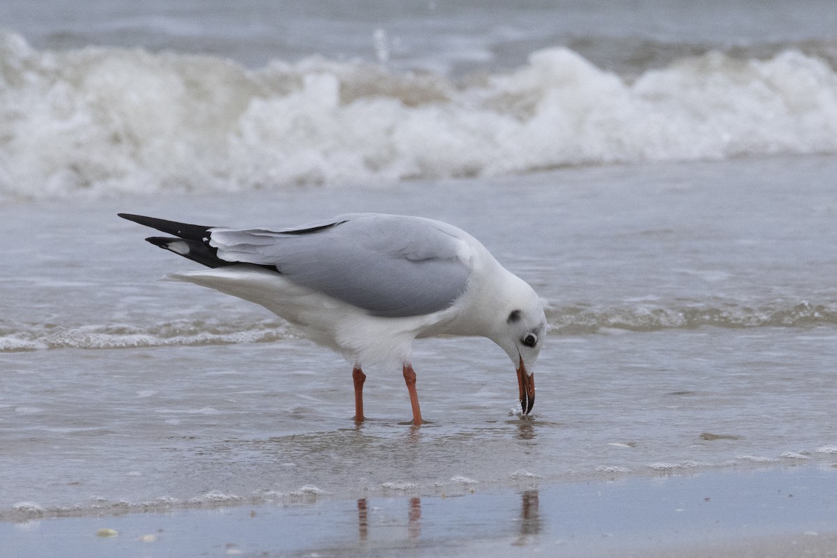 Бор толгойт цахлай - ML644350498