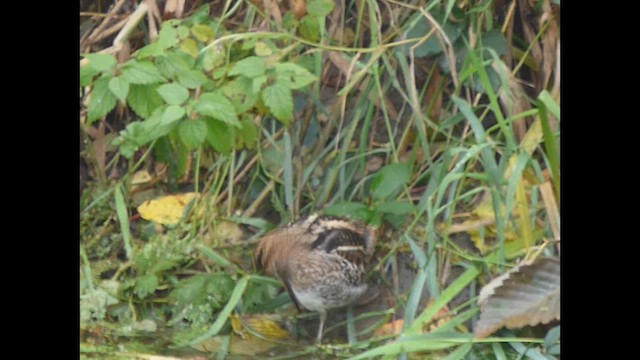 Wilson Suçulluğu - ML644350499