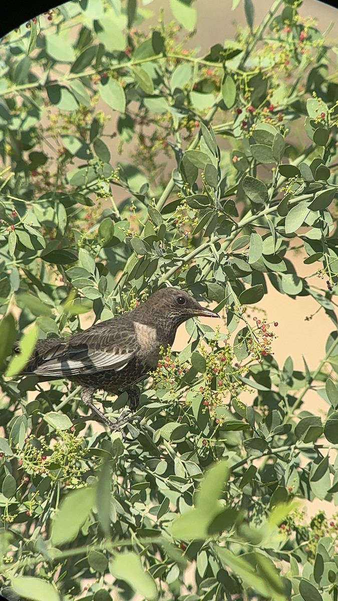 Ring Ouzel - ML644350504