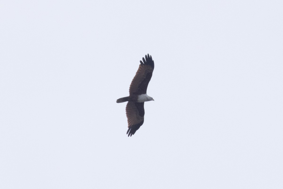 Brahminy Kite - ML644350514