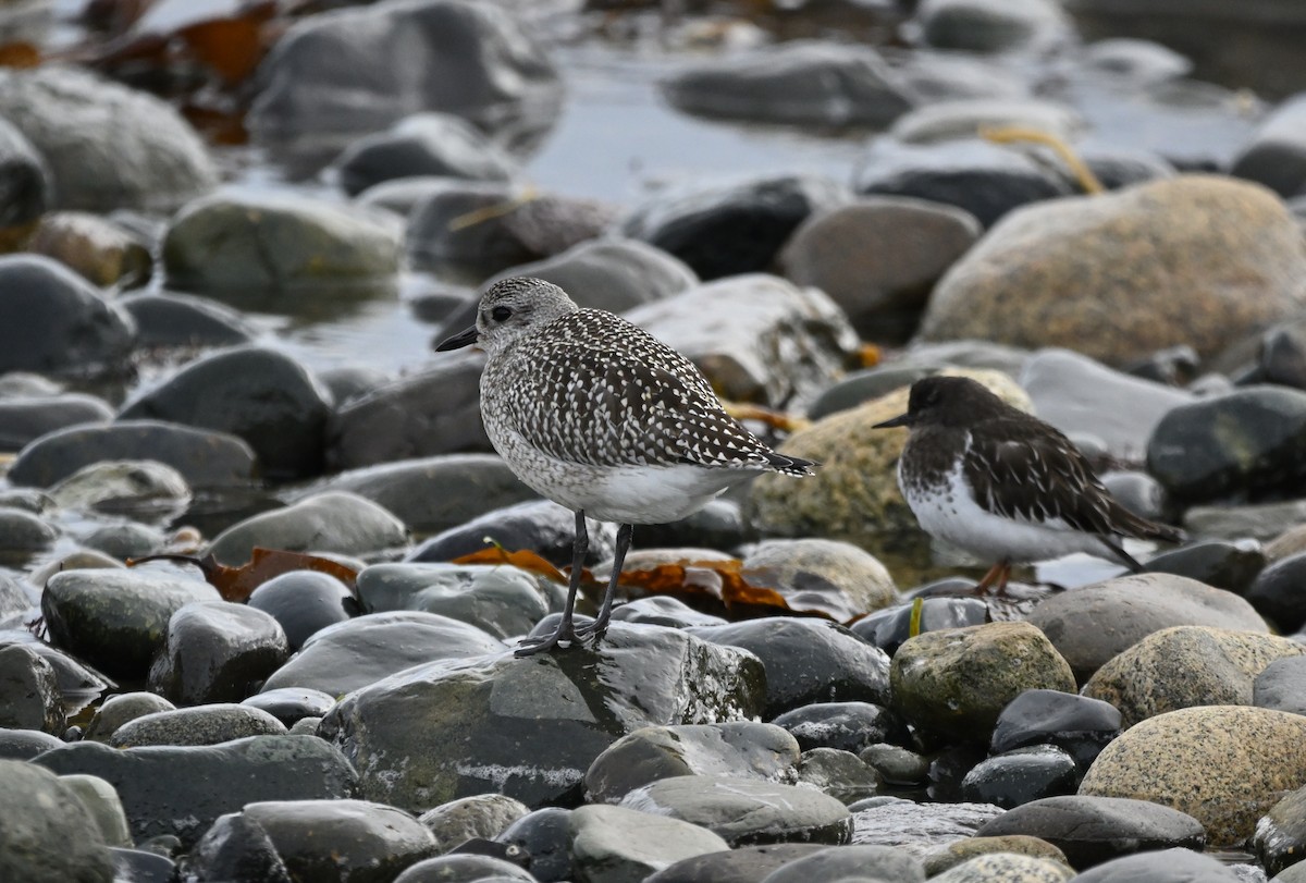 Chorlito Gris - ML644350516