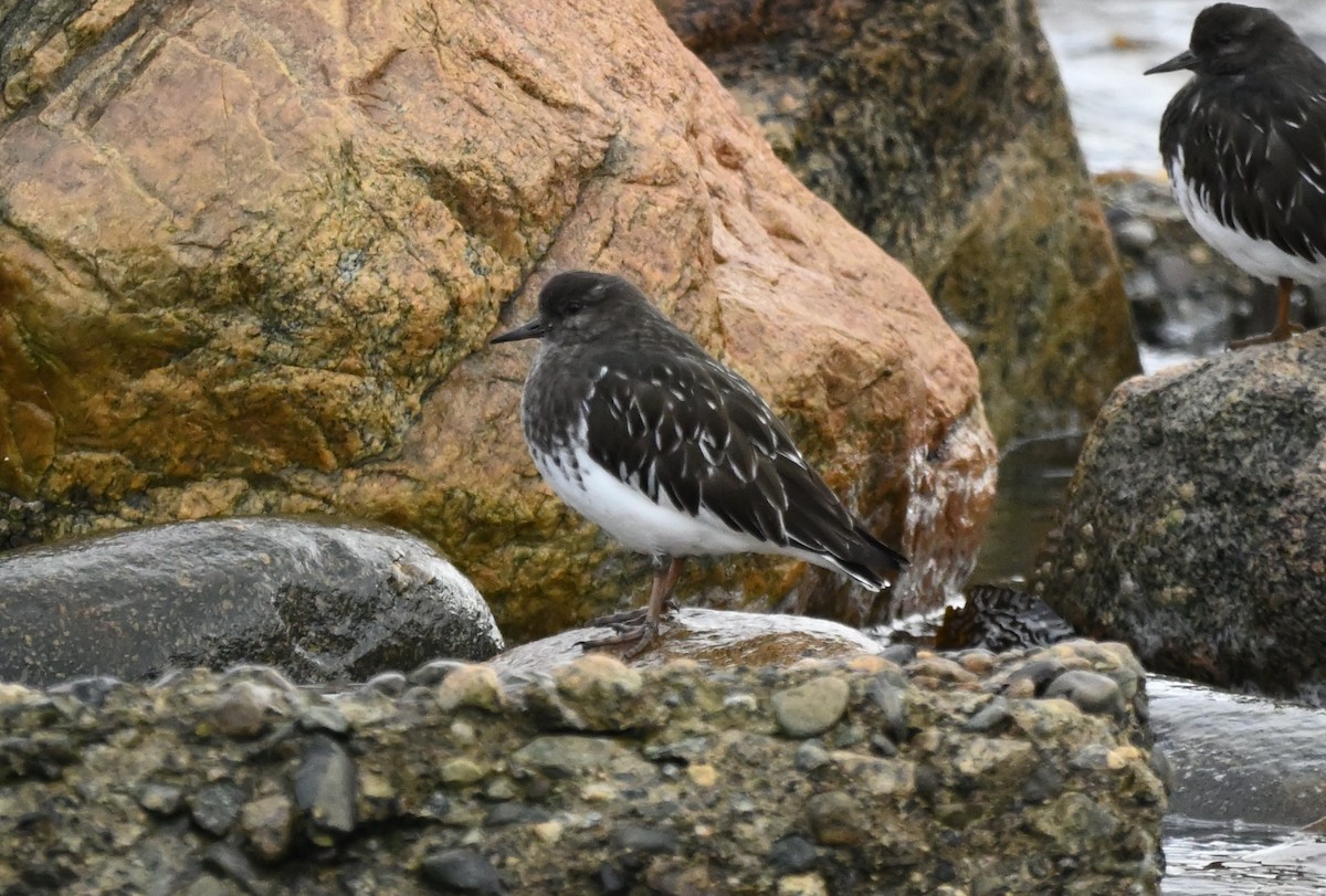 kamenáček černohlavý - ML644350518