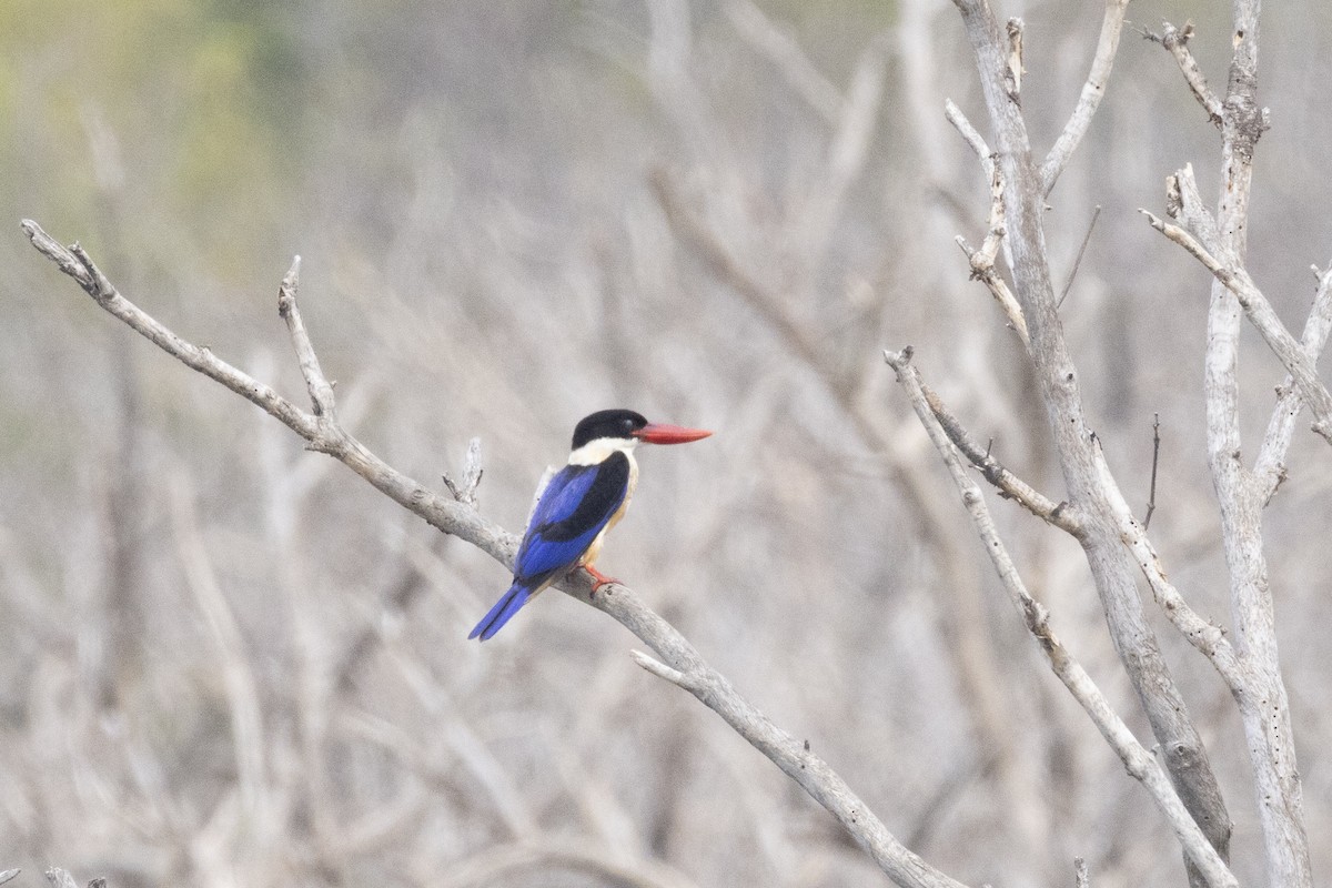 黑頭翡翠 - ML644350519