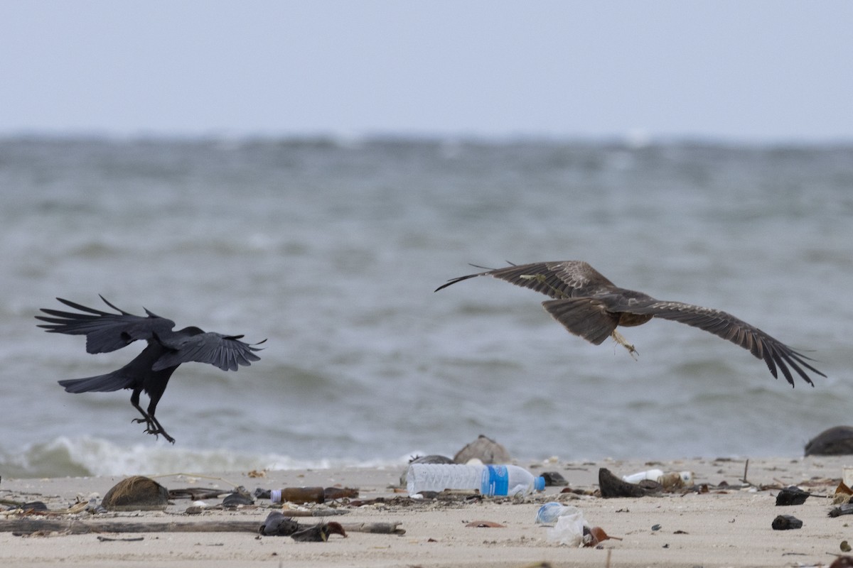 巨嘴鴉 - ML644350529