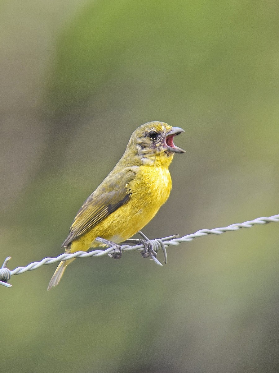 Yellow-throated Euphonia - ML644350531
