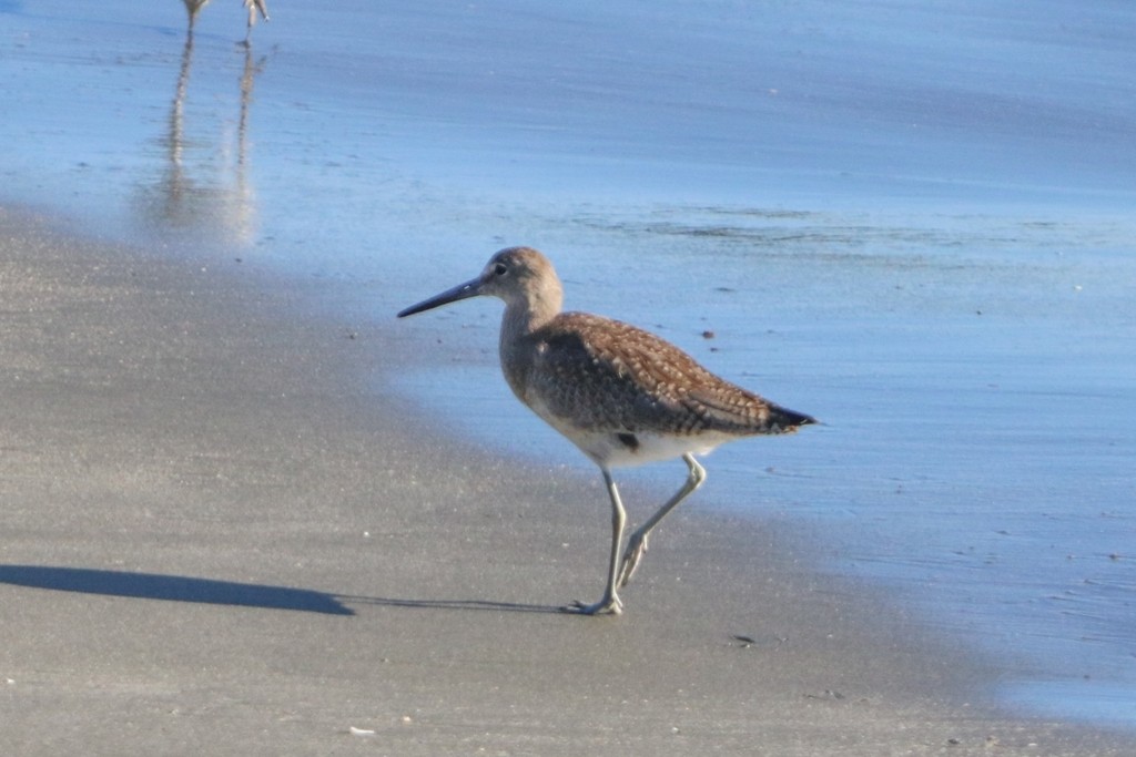 Piro piro semipalmato - ML644350549