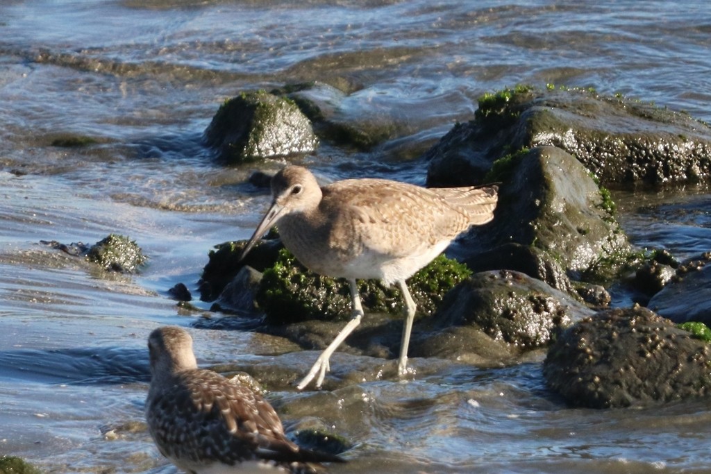 Piro piro semipalmato - ML644350550