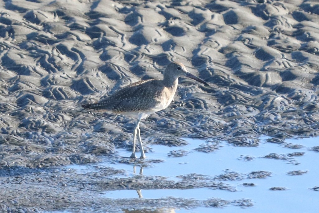 Piro piro semipalmato - ML644350551