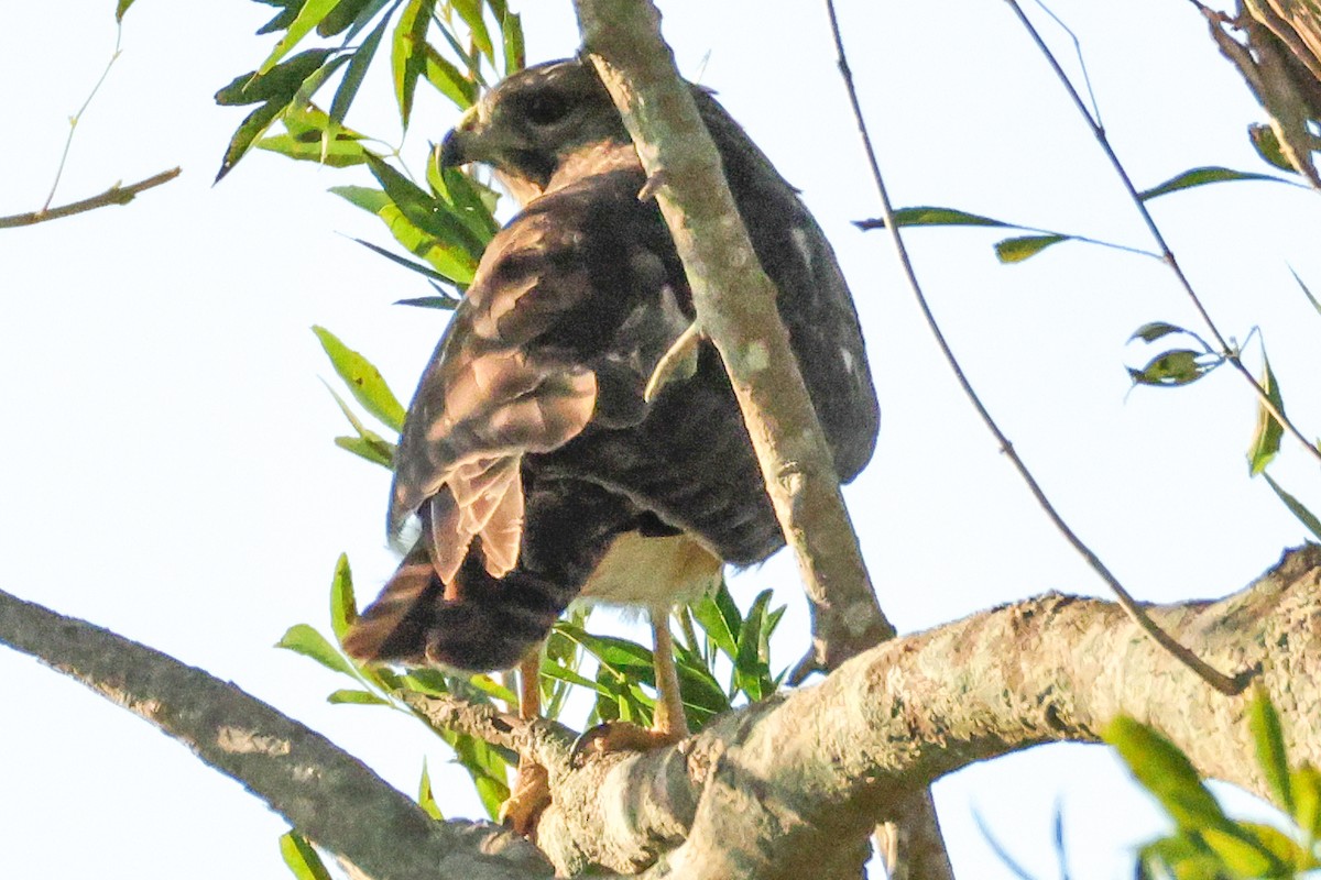 Gray Hawk - ML644350553