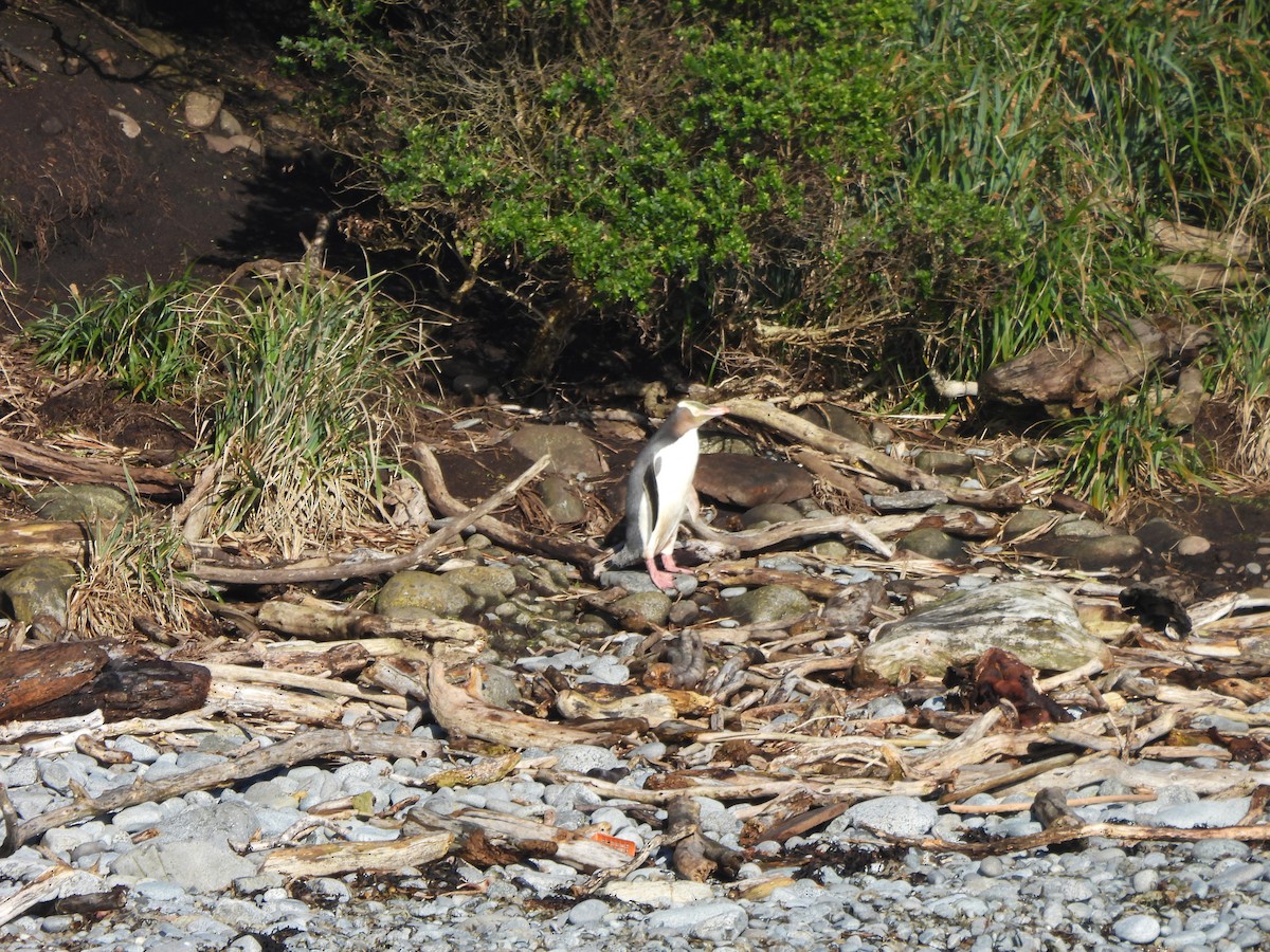 Yellow-eyed Penguin - ML644350562