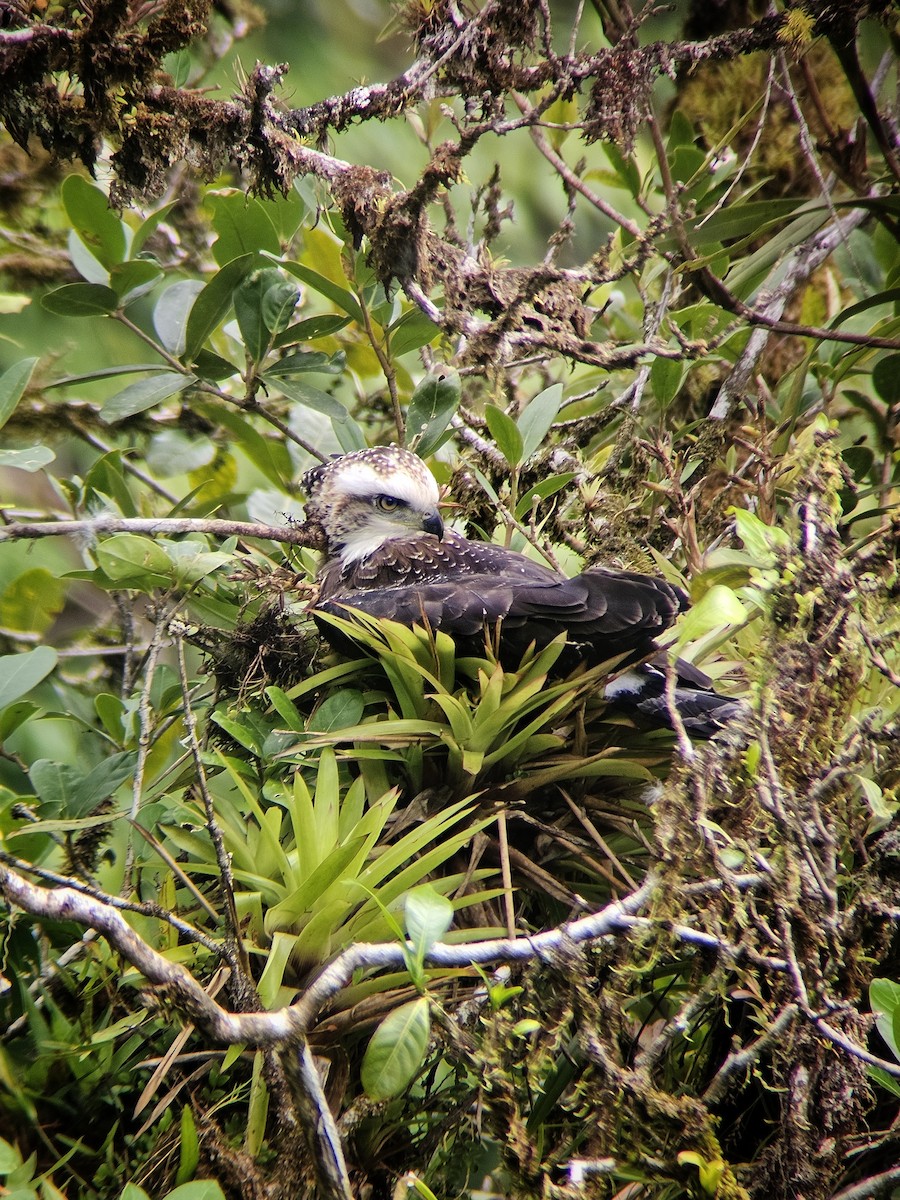 Kara Atmaca Kartalı - ML644350564