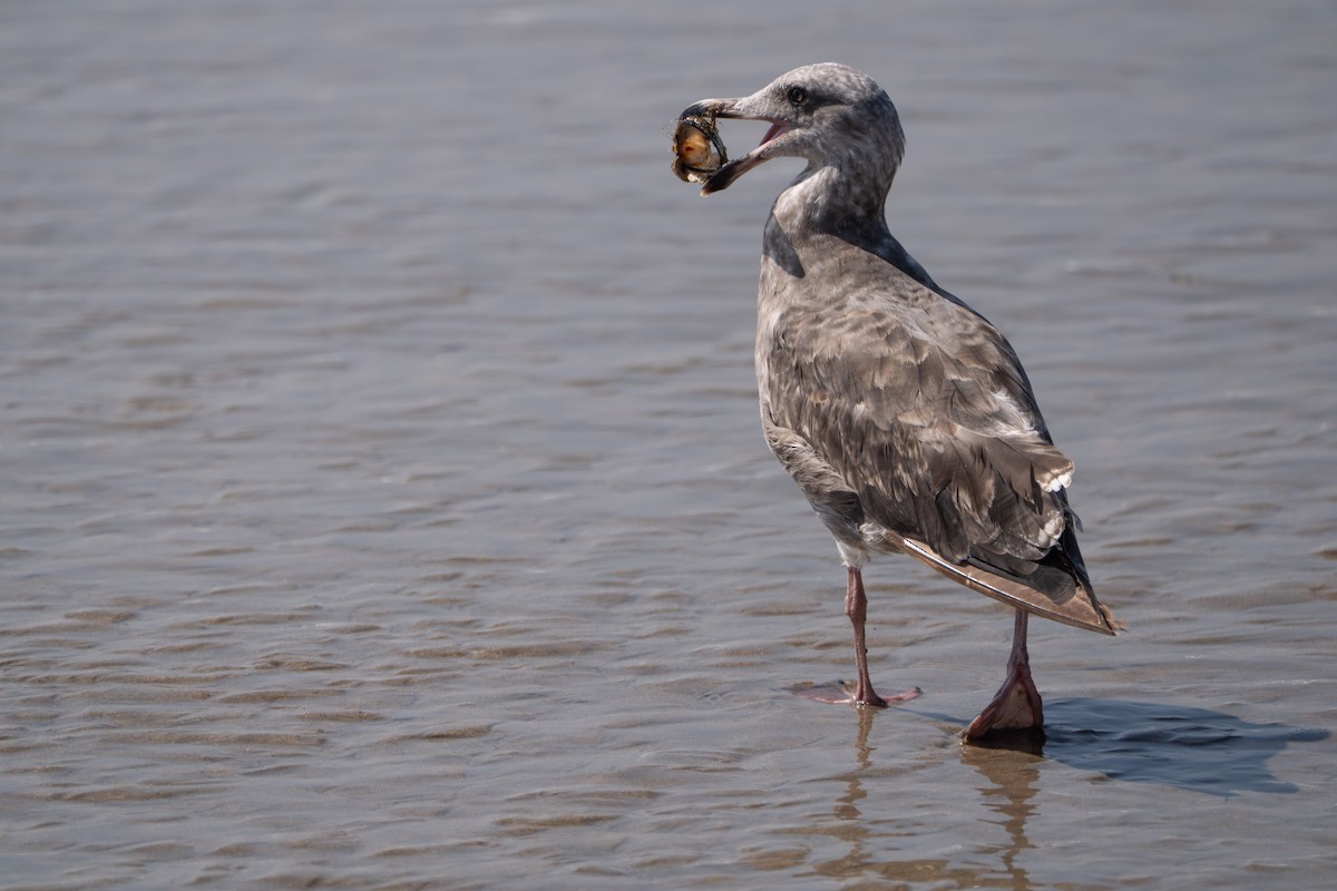 アメリカオオセグロカモメ - ML644350570