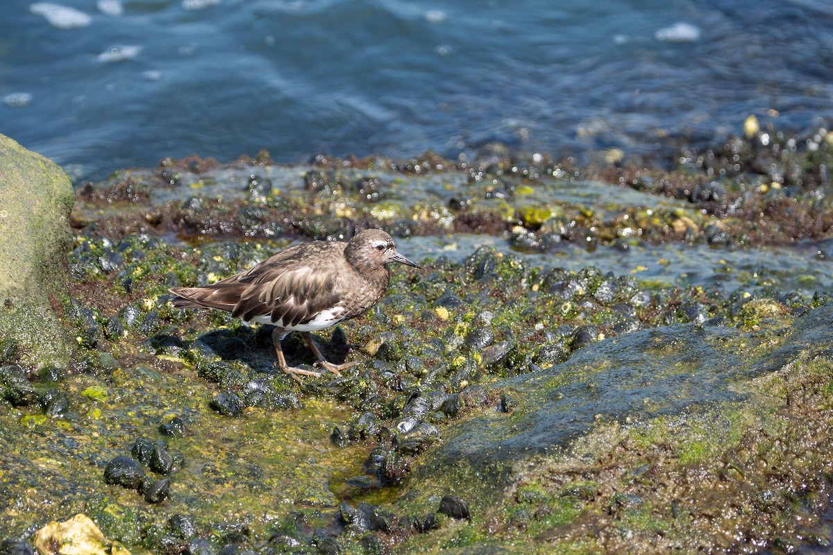 kamenáček černohlavý - ML644350571