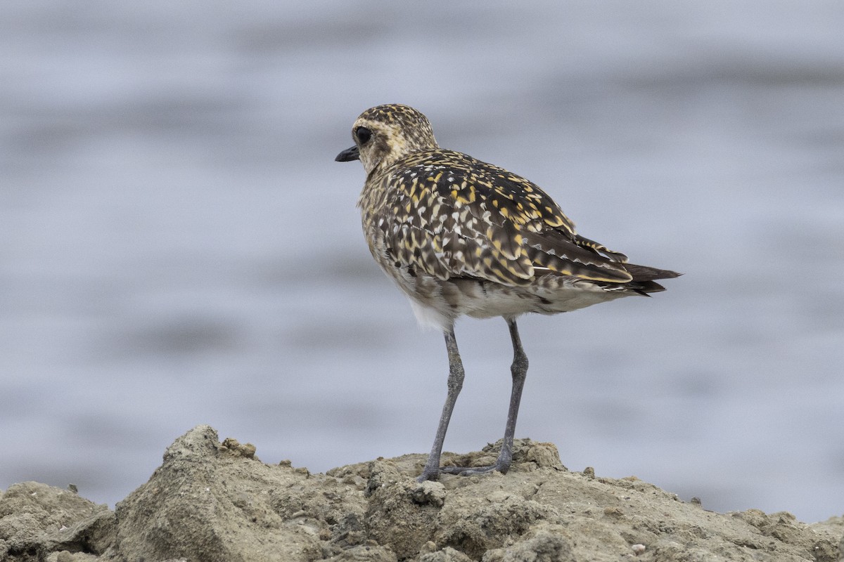 太平洋金斑鴴 - ML644350577