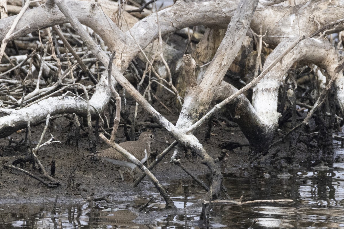 磯鷸 - ML644350578