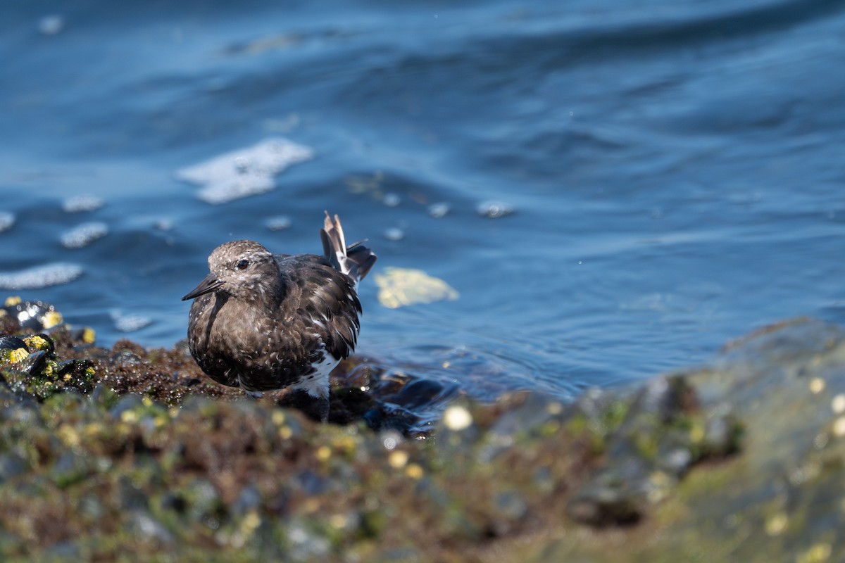 kamenáček černohlavý - ML644350579