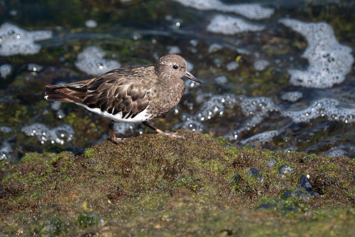 kamenáček černohlavý - ML644350580