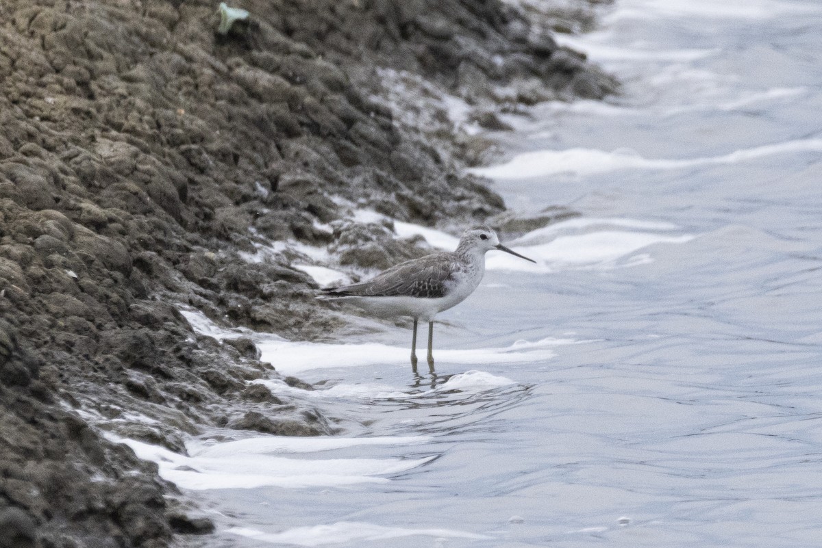 小青足鷸 - ML644350582