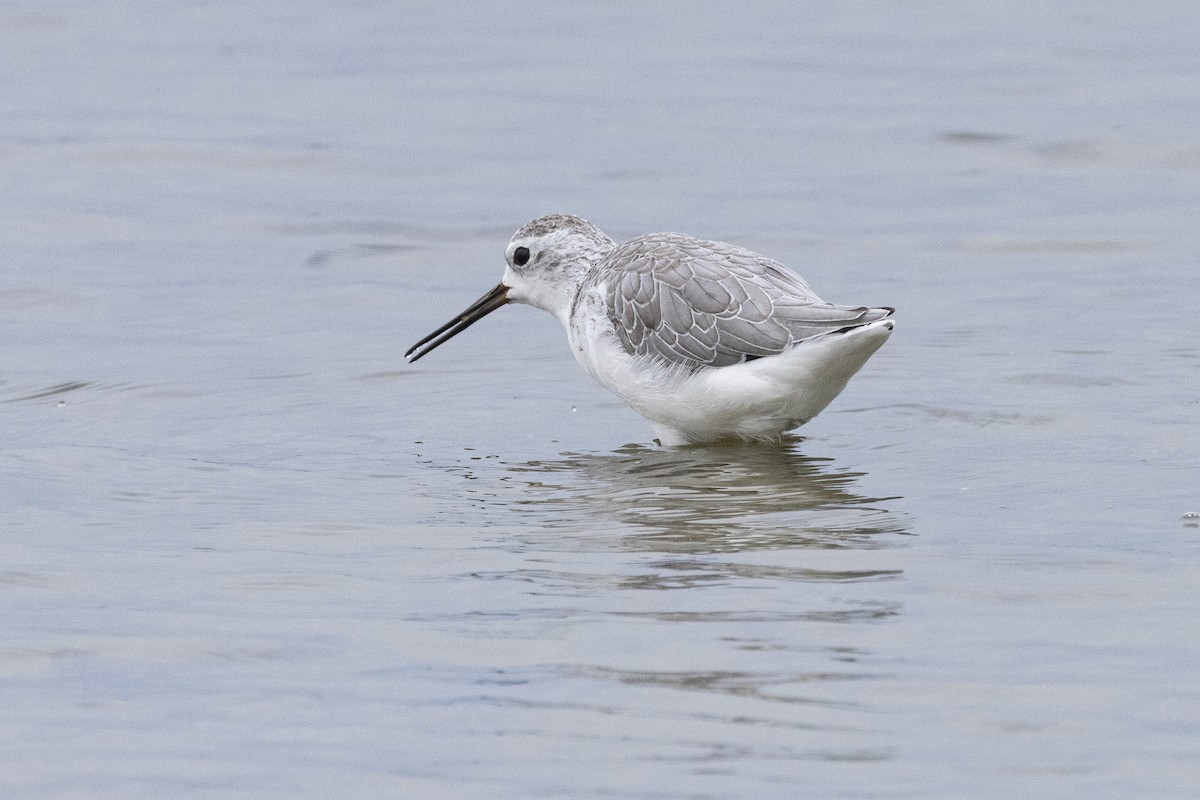 小青足鷸 - ML644350583