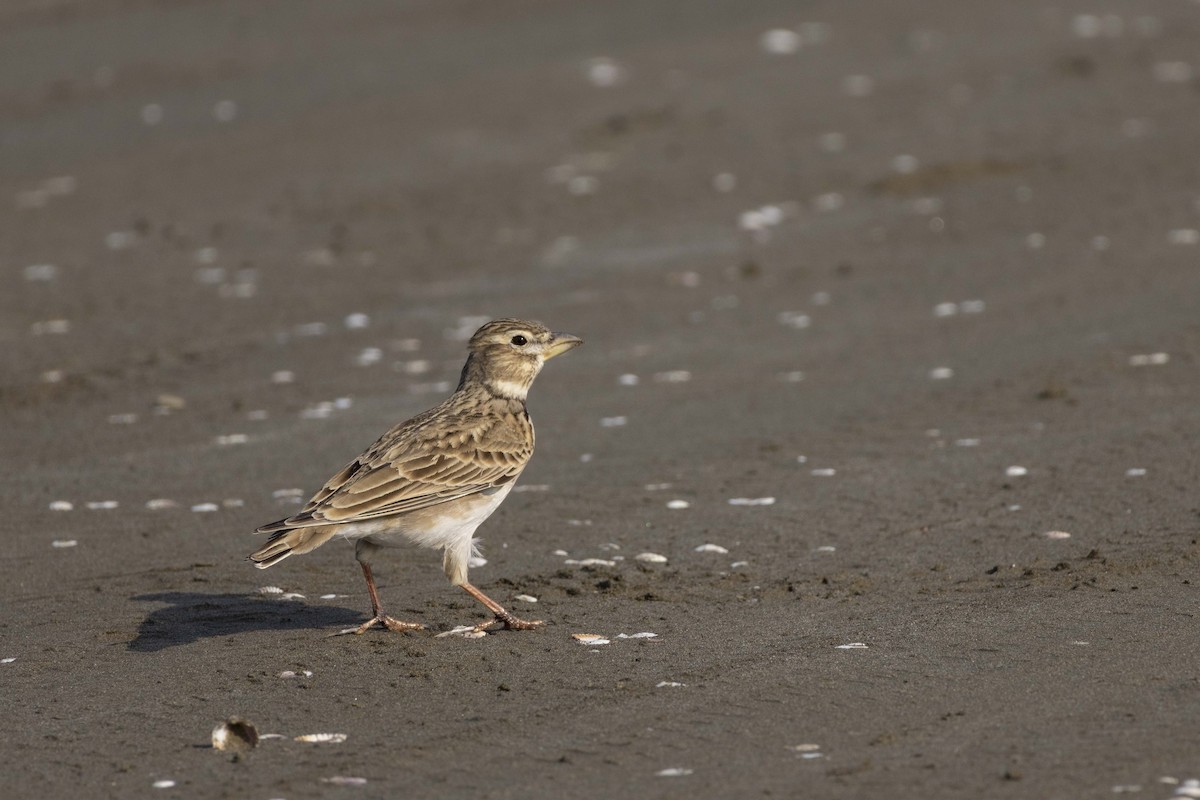 עפרוני ענק - ML644350595