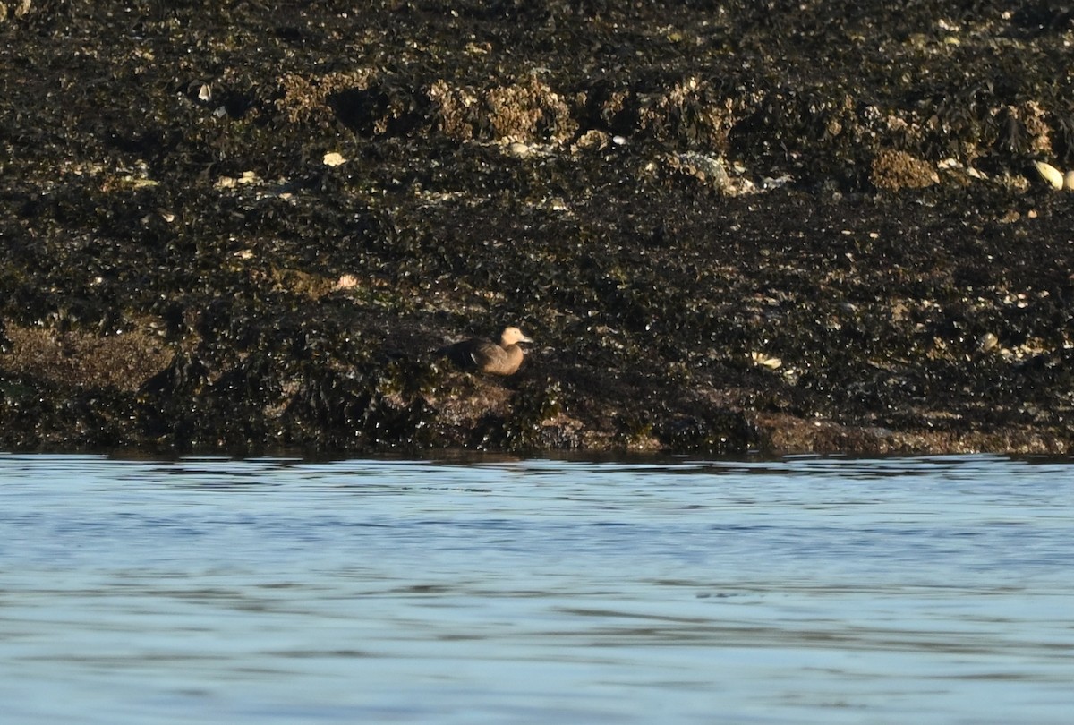 stellerand - ML644350597