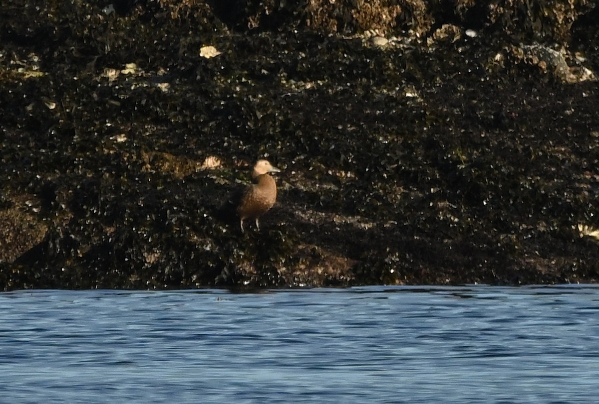 stellerand - ML644350598