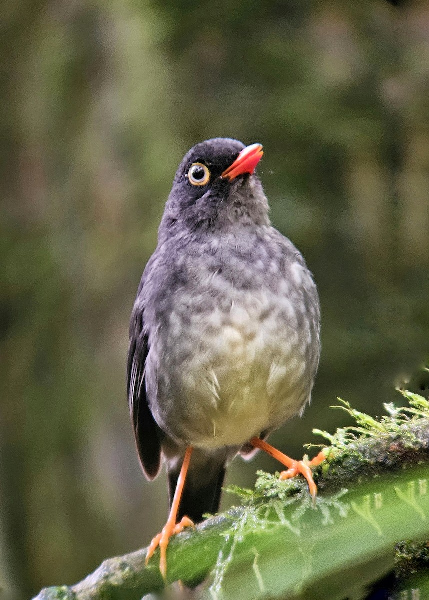 Slaty-backed Nightingale-Thrush - ML644350599