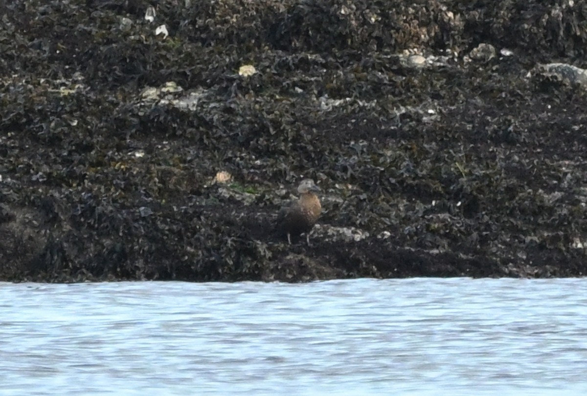 stellerand - ML644350600