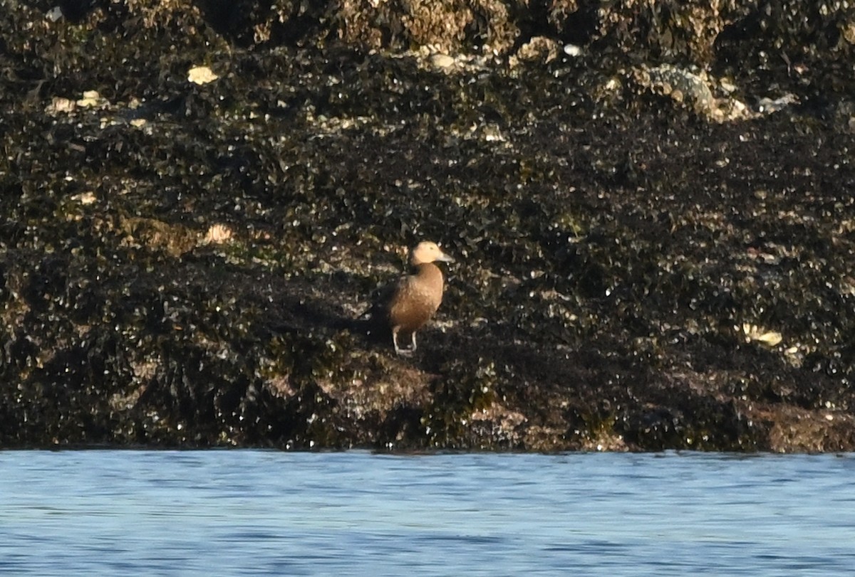 stellerand - ML644350601