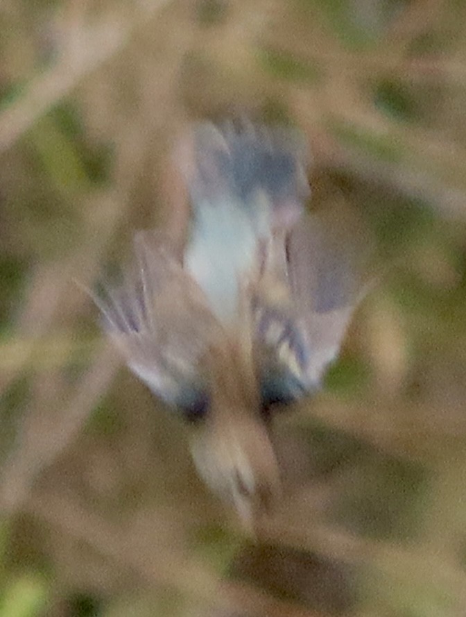 Lazuli Bunting - ML644350612