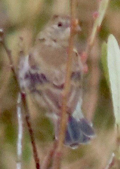 Lazuli Bunting - ML644350613