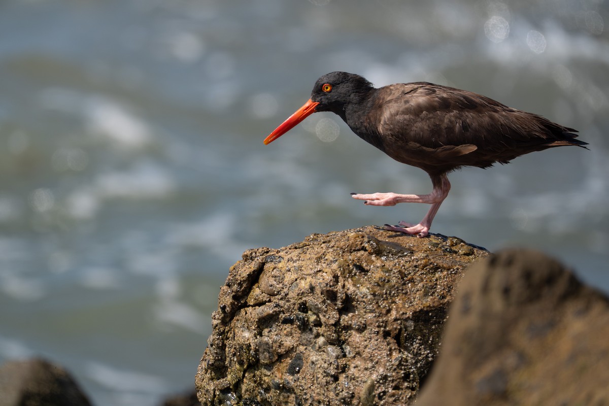 Black Oystercatcher - ML644350615