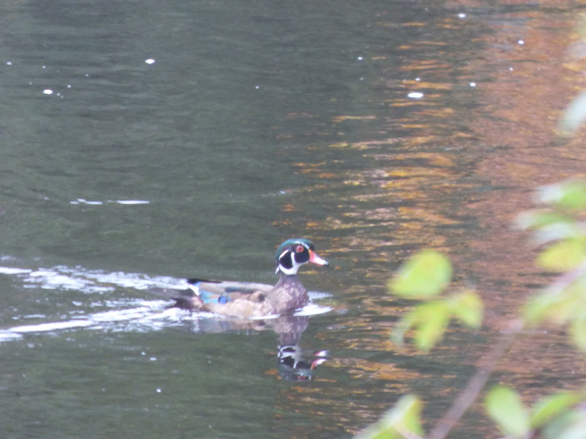 Wood Duck - ML644350621