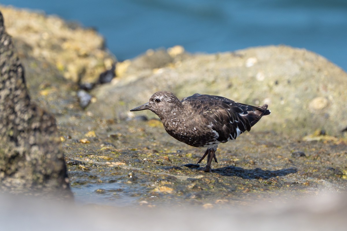 kamenáček černohlavý - ML644350622