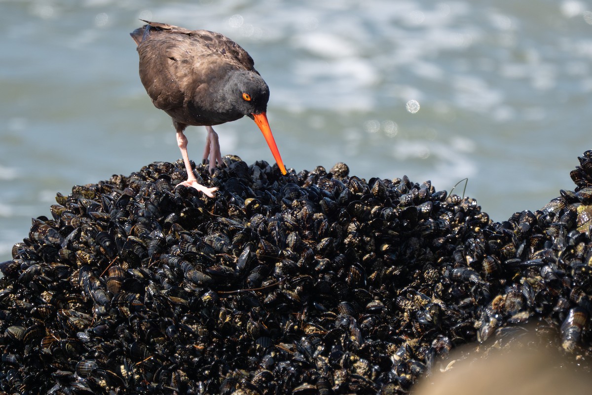 Black Oystercatcher - ML644350623