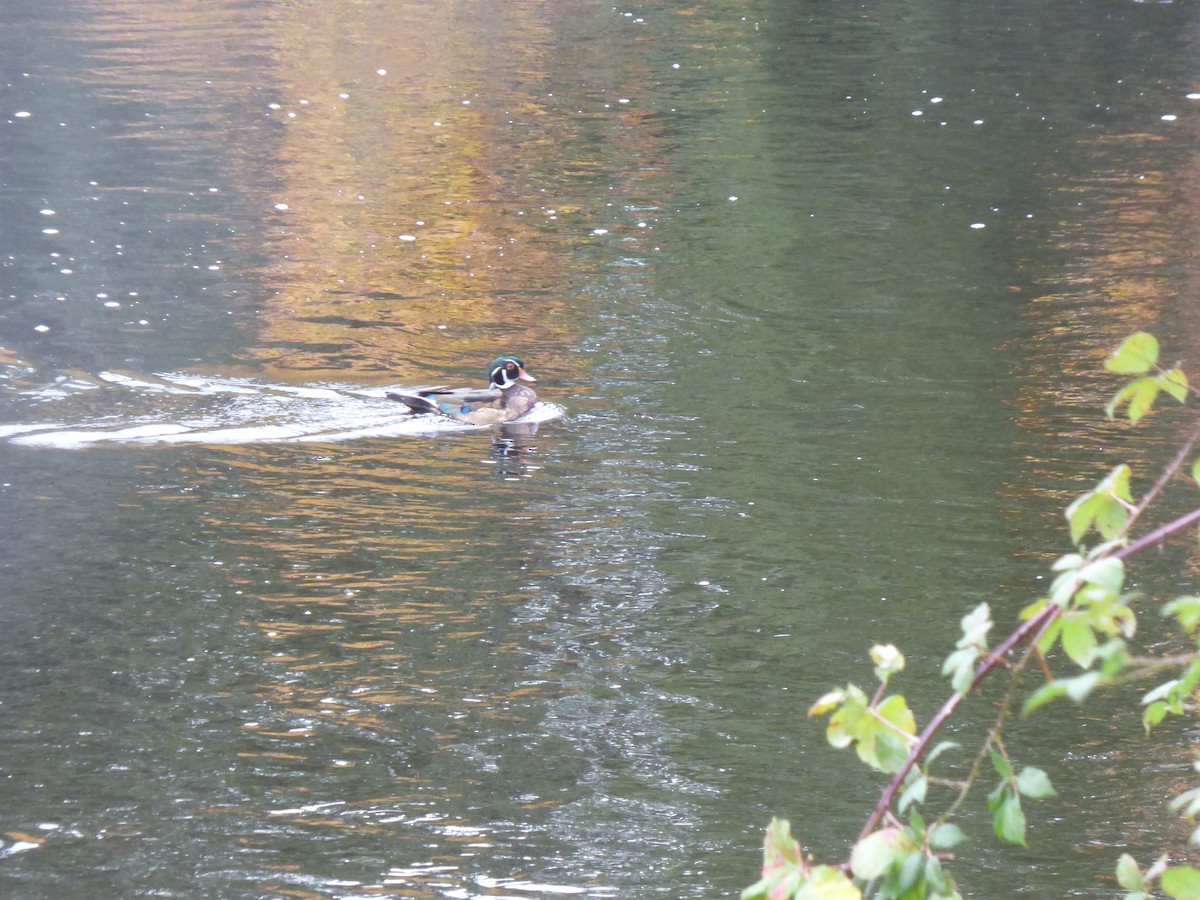 Wood Duck - ML644350624