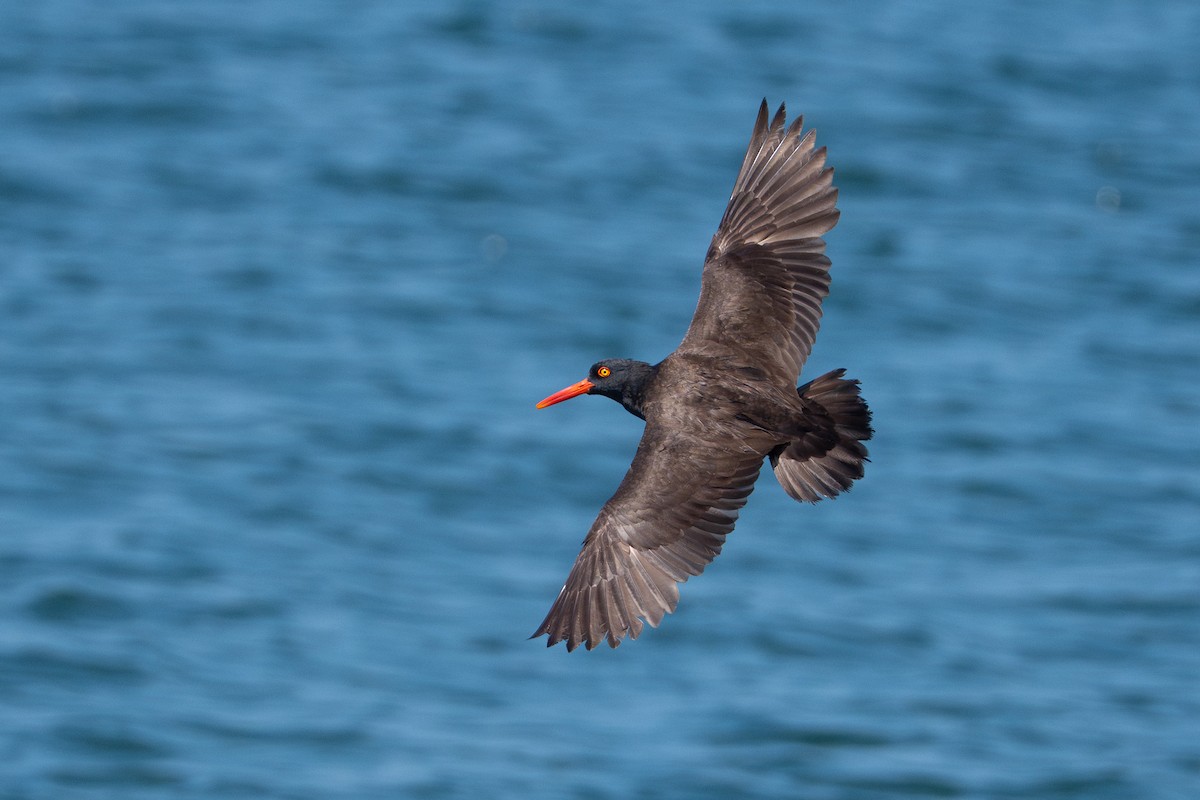 Black Oystercatcher - ML644350626