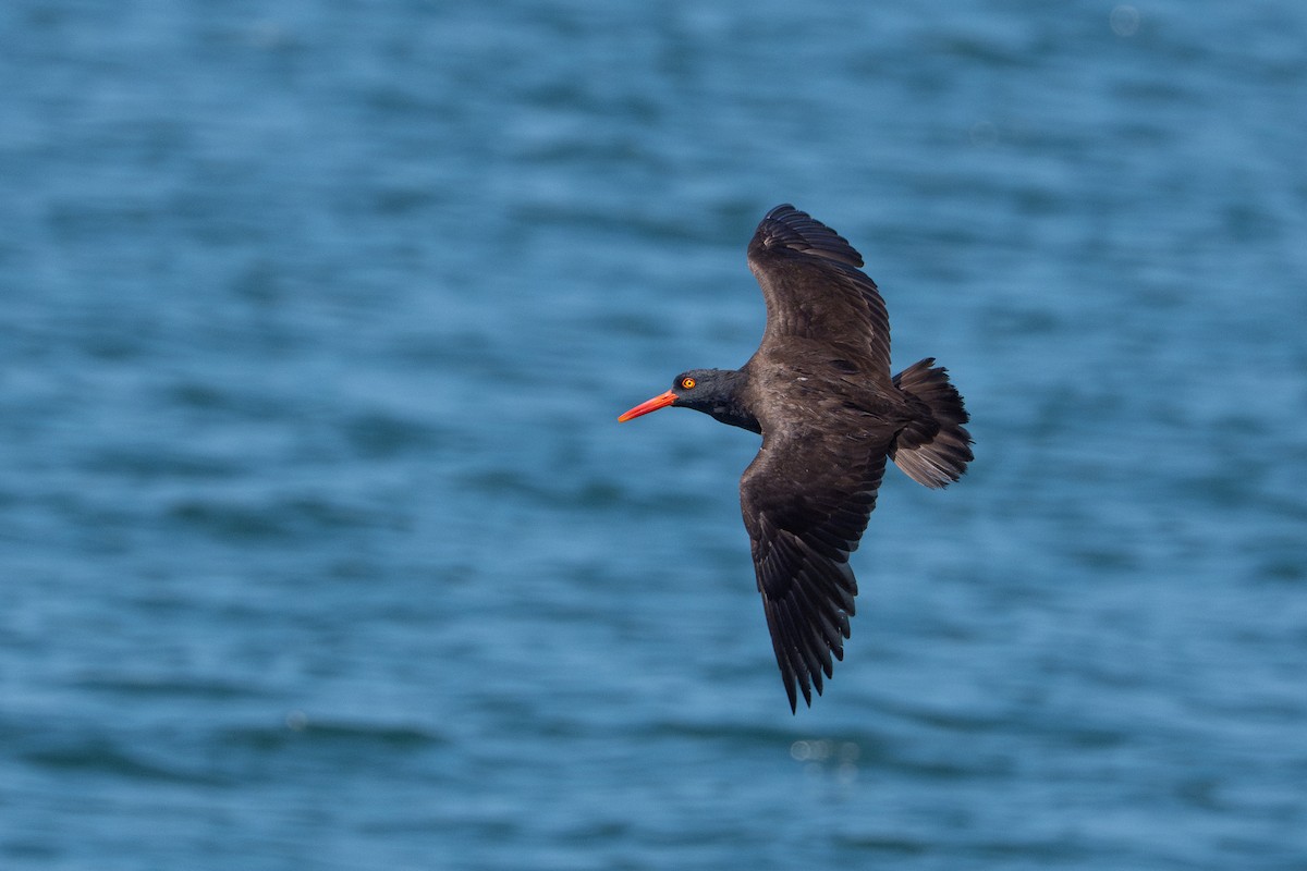 Black Oystercatcher - ML644350627